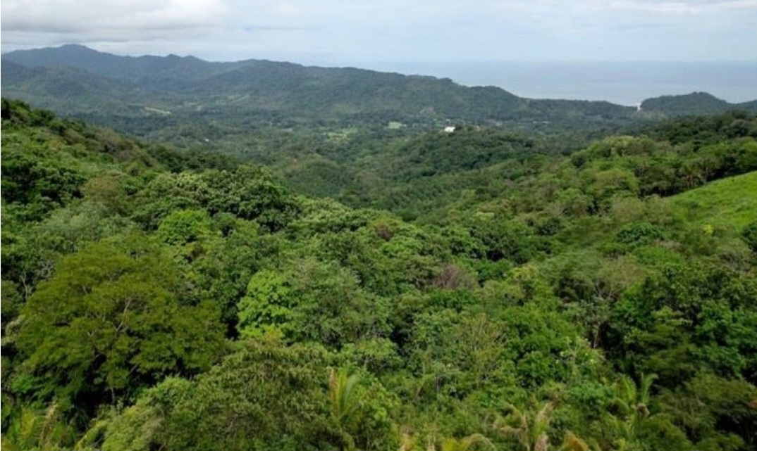 Rainforest For Sale in Costa Rica